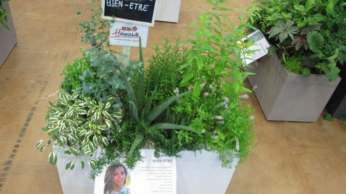 … comme ici les « plantes bien-être » proposées par les Ets Haberschill. ©Léna Hespel